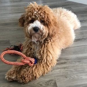 Meet your Posher, Emma